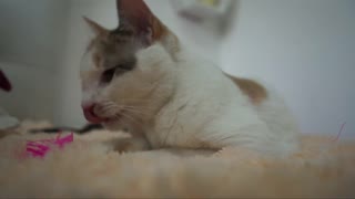 اوه، دارم ویدیوهای این ستاره پورنو کلمبیایی داغ را تماشا می‌کنم، خیلی سکسی