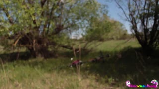 اوہ، یہ پرجوش آؤٹ ڈور چودنا دیکھو، اس کی چھاتیوں پر کیم! اتنا گرم 🔥💦