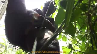 Ljubka ebony punca tolče svojo mokro pičko na prostem