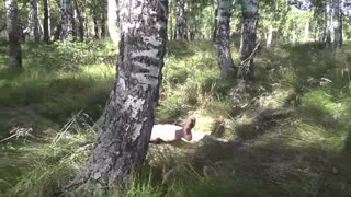 Тайно надничане към бременна MILF в гората, събличаща се