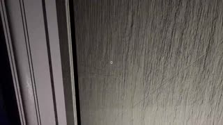 Oletko nähnyt kurvikkaan kaunottaren dominoivan kohtauksen?