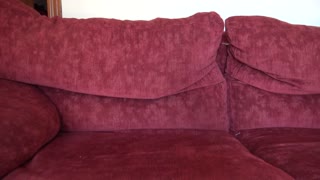 MILF amateur défi chatte poilue