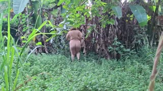 Křivka Latina s obříma prsama třese tím nahá venku. Outdoor sex video.