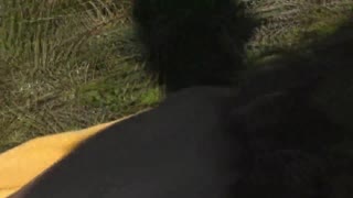 pervert ulovi osupljivo blondinko, ki se sonči gola na divji plaži, in se štrbunklja do vrhunca