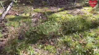 Sprehod po gobarskem gozdu v intenzivno doggystyle igro HD