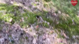 Mushroom Forest Walk Turns Into Intense Doggystyle Pussy Play HD