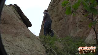 Penny Pax ve Sarah Shevon'la ormanda POV üçlü sikiş yürüyüşü