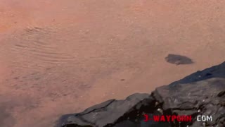 Ουάου! Τι Άγρια Τριμερής στη Παραλία με Διπλή Δράση!