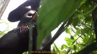 สาวเอ็บบอนี่น่ารักเสียวข้างนอก