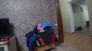 Lezbiană grasă și iubită însărcinată fut anal cu strap-on cremă pe fund suculent doggy