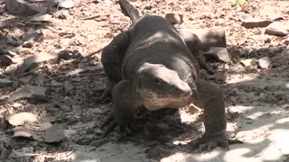 מילנה ג' דוגמנית שחורת חושפת חזה קטן ותחת מוצק בחוץ