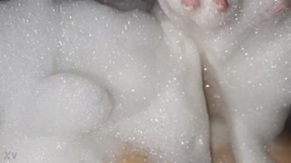 よし、この大きなおっぱいは見ていて素晴らしいよね？