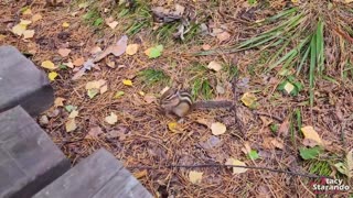 Шетња са пријатељем у шумском парку. Лични блог, уживо видео. - POV