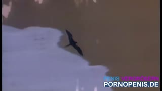 Tera Patrick surrenders to beach pounding under open skies