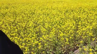 통통한 미녀 큰 가슴이 야외 POV 블로우잡과 정액 놀이를 선사해