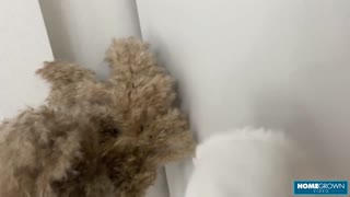 suggestive brunette amanda clarke kneels for big cock blowjob then takes rough doggystyle pounding cowgirl style