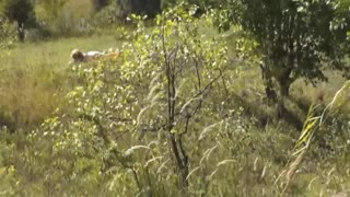 перверт спіймав приголомшливу блондинку, що засмагає голою на дикому пляжі, дрочить до клімаксу