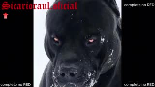 Tre troie lingerie leccano fighe bagnate in trio lesbo festa