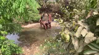Curvy Brown-Skinned Ebony Exposed at Stream for Devouring