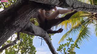 my lover fuckin my ass way up on that tall tree damn