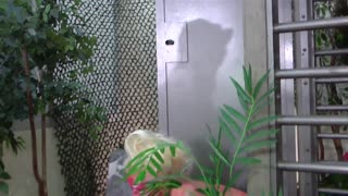 Kotek liże mokrą cipkę Courtney w lesbijskiej zabawie