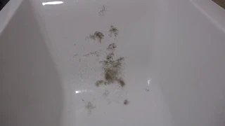 "Meine behaarte Muschi mit einem Clipper rasieren, den Busch von meiner reifen Fotze für eine amateur Fetisch ASMR-Session trimmen."