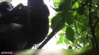 Cuki ébony baba döngeti nedves punciját a szabadban
